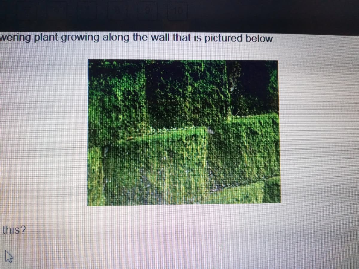 wering plant growing along the wall that is pictured below.
this?
