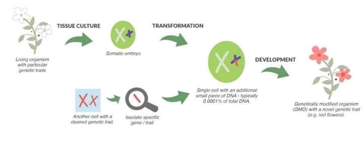 TISSUE CULTURE
TRANSFORMATION
Somatic embryo
Living organism
with particular
genetie traits
DEVELOPMENT
XX -
Singie oell with an addtional
small piece of DNA - typicaly
0.0001% of total DNA.
Geneticaly modifed organism
(GMO) with a novel genetic trait
(eg. red flowers)
Another cell with a
Issolate spocitic
gene / trait
desired genetic trait.
