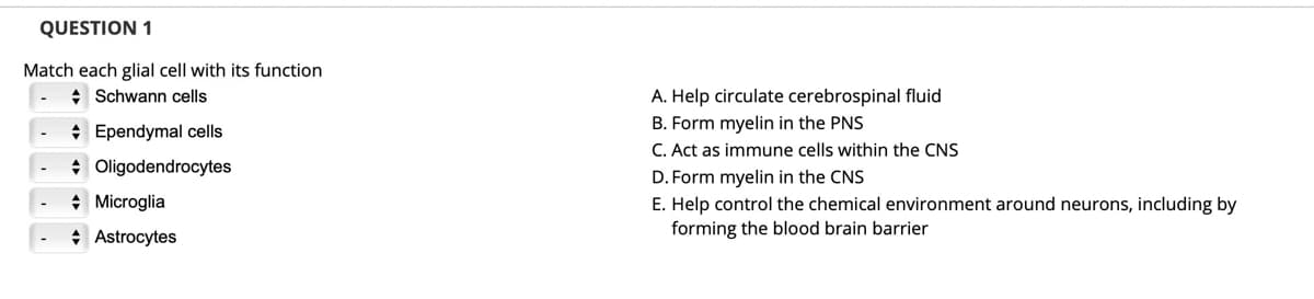 QUESTION 1
Match each glial cell with its function
+ Schwann cells
A. Help circulate cerebrospinal fluid
* Ependymal cells
B. Form myelin in the PNS
C. Act as immune cells within the CNS
+ Oligodendrocytes
D. Form myelin in the CNS
* Microglia
E. Help control the chemical environment around neurons, including by
forming the blood brain barrier
+ Astrocytes
