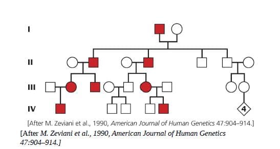 II
II
IV
4)
[After M. Zeviani et al., 1990, American Journal of Human Genetics 47:904-914.]
[After M. Zeviani et al., 1990, American Journal of Human Genetics
47:904-914.]
