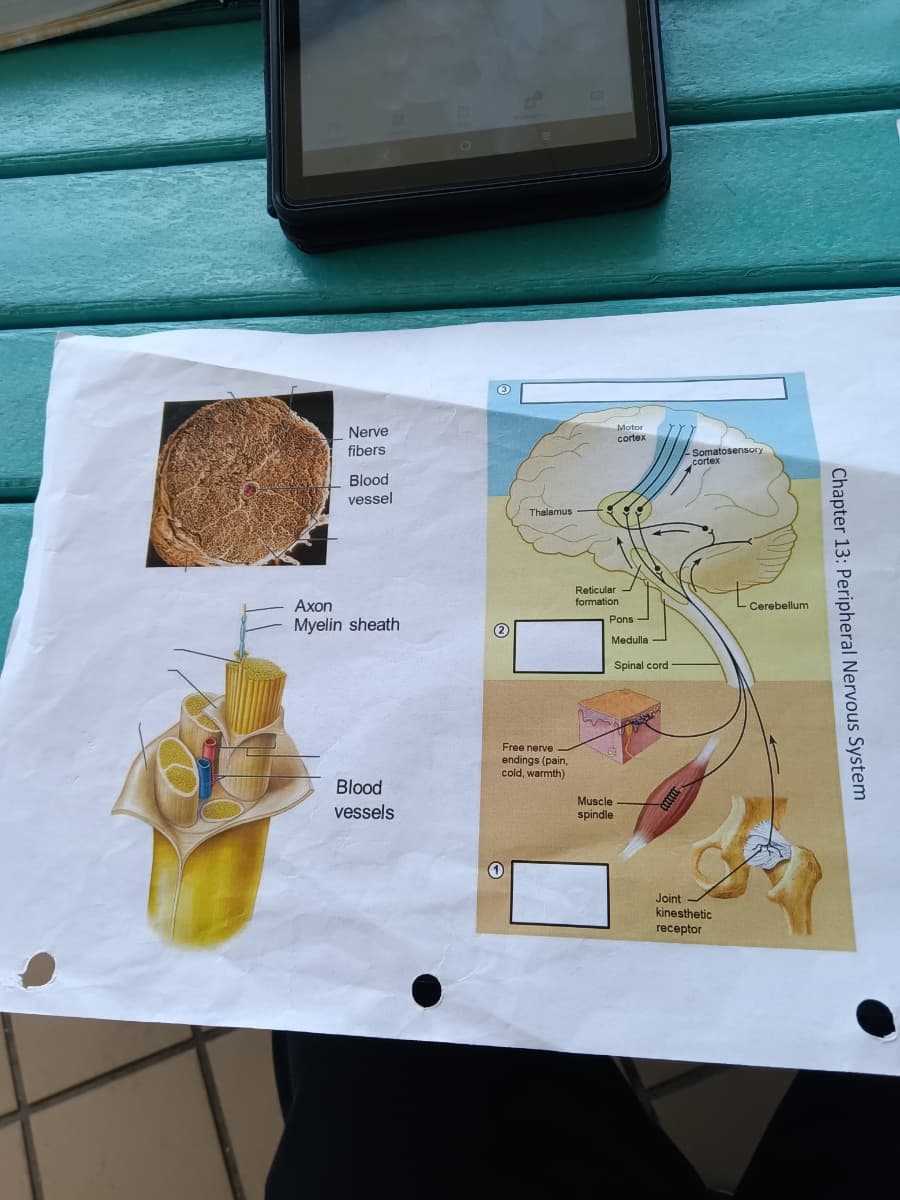 Nerve
fibers
Blood
vessel
Axon
Myelin sheath
Blood
vessels
3
Thalamus
Free nerve
endings (pain,
cold, warmth)
Motor
cortex
Reticular
formation
Pons
Medulla
Spinal cord
Muscle
spindle
-Somatosensor)
cortex
Joint
kinesthetic
receptor
Cerebellum
Chapter 13: Peripheral Nervous System