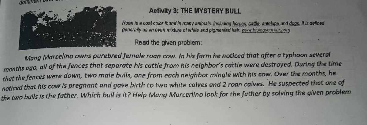 Activity 3: THE MYSTERY BULL
Roan is a coat color found in many animals, including horses, cattle, antelope and dogs, It is defined
generally as an even mixture af white and pigmented hair. wrww.biolagycormer.com
Read the given problem:
Mang Marcelino owns purebred female roan cow. In his farm he noticed that after a typhoon several
months ago, all of the fences that separate his cattle from his neighbor's cattle were destroyed. During the time
that the fences were down, two male bulls, one from each neighbor mingle with his Cow, Over the months, he
noticed that his cow is pregnant and gave birth to two white calves and 2 roan calves. He suspected that one of
the two bulls is the father. Which bull is it? Help Mang Marcerlino look for the father by solving the given problem
