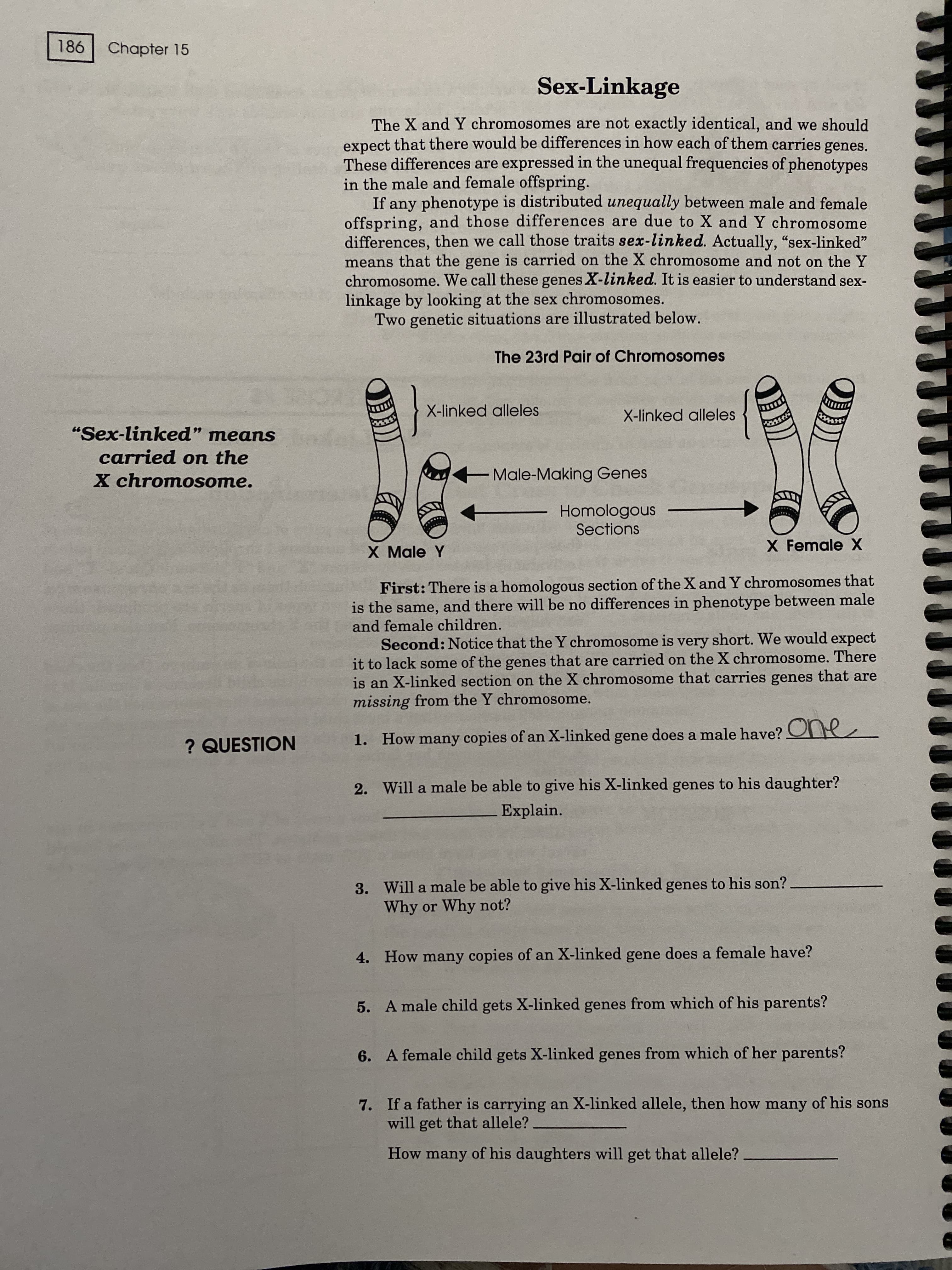 月
Chapter 15
Sex-Linkage
The X and Y chromosomes are not exactly identical, and we should
expect that there would be differences in how each of them carries genes.
These differences are expressed in the unequal frequencies of phenotypes
in the male and female offspring.
If any phenotype is distributed unequally between male and female
offspring, and those differences are due to X and Y chromosome
differences, then we call those traits sex-linked. Actually, "sex-linked"
means that the gene is carried on the X chromosome and not on the Y
chromosome. We call these genes X-linked. It is easier to understand sex-
linkage by looking at the sex chromosomes.
Two genetic situations are illustrated below.
The 23rd Pair of Chromosomes
X-linked alleles
X-linked alleles
"Sex-linked" means
66
carried on the
X chromOsome.
Male-Making Genes
Homologous
Sections
X Male Y
X Female X
First: There is a homologous section of the X and Y chromosomes that
is the same, and there will be no differences in phenotype between male
and female children.
Second: Notice that the Y chromosome is very short. We would expect
it to lack some of the genes that are carried on the X chromosome. There
is an X-linked section on the X chromosome that carries genes that are
missing from the Y chromosome.
? QUESTION
1. How many copies of an X-linked gene does a male have? One
2. Will a male be able to give his X-linked genes to his daughter?
Explain.
3. Will a male be able to give his X-linked genes to his son?
Why or Why not?
4. How many copies of an X-linked gene does a female have?
5. A male child gets X-linked genes from which of his parents?
6. A female child gets X-linked genes from which of her parents?
7. If a father is carrying an X-linked allele, then how many of his sons
will get that allele?
How many of his daughters will get that allele?
