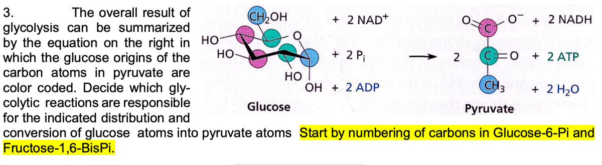 3.
The overall result of
CH OH
+ 2 NAD+
O + 2 NADH
glycolysis can be summarized
by the equation on the right in HO-
which the glucose origins of the
carbon atoms in pyruvate are
color coded. Decide which gly-
colytic reactions are responsible
for the indicated distribution and
HO-
+ 2 Pi
2
+ 2 ATP
Но
OH + 2 ADP
CH3
+ 2 H2O
Glucose
Pyruvate
conversion of glucose atoms into pyruvate atoms Start by numbering of carbons in Glucose-6-Pi and
Fructose-1,6-BisPi.
