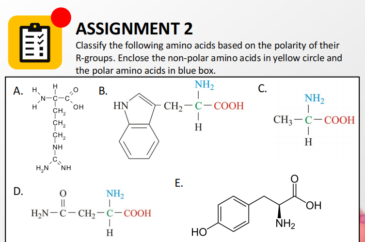 ASSIGNMENT 2
圍
Classify the following amino acids based on the polarity of their
R-groups. Enclose the non-polar amino acids in yellow circle and
the polar amino acids in blue box.
NH2
|
СH, — С—СООН
А. Н
В.
С.
N-C-c
он
CH,
CH,
NH2
|
CH;— С-СООН
HN
H
H
NH
H,N `NH
Е.
D.
NH2
||
HO,
H2N-C-CH,-C-COOH
NH2
H
HO
I-

