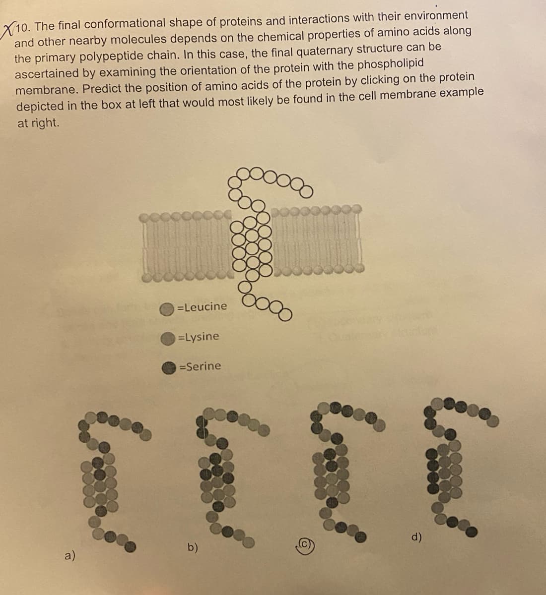 The final conformational shape of proteins and interactions with their environment
X10.
and other nearby molecules depends on the chemical properties of amino acids along
the primary polypeptide chain. In this case, the final quaternary structure can be
ascertained by examining the orientation of the protein with the phospholipid
membrane. Predict the position of amino acids of the protein by clicking on the protein
depicted in the box at left that would most likely be found in the cell membrane example
at right.
=Leucine
=Lysine
=Serine
[[[[
d)
b)
a)