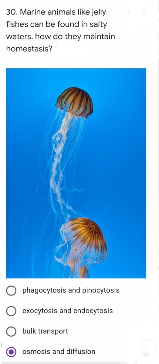 30. Marine animals like jelly
fishes can be found in salty
waters. how do they maintain
homestasis?
O phagocytosis and pinocytosis
exocytosis and endocytosis
O bulk transport
osmosis and diffusion
