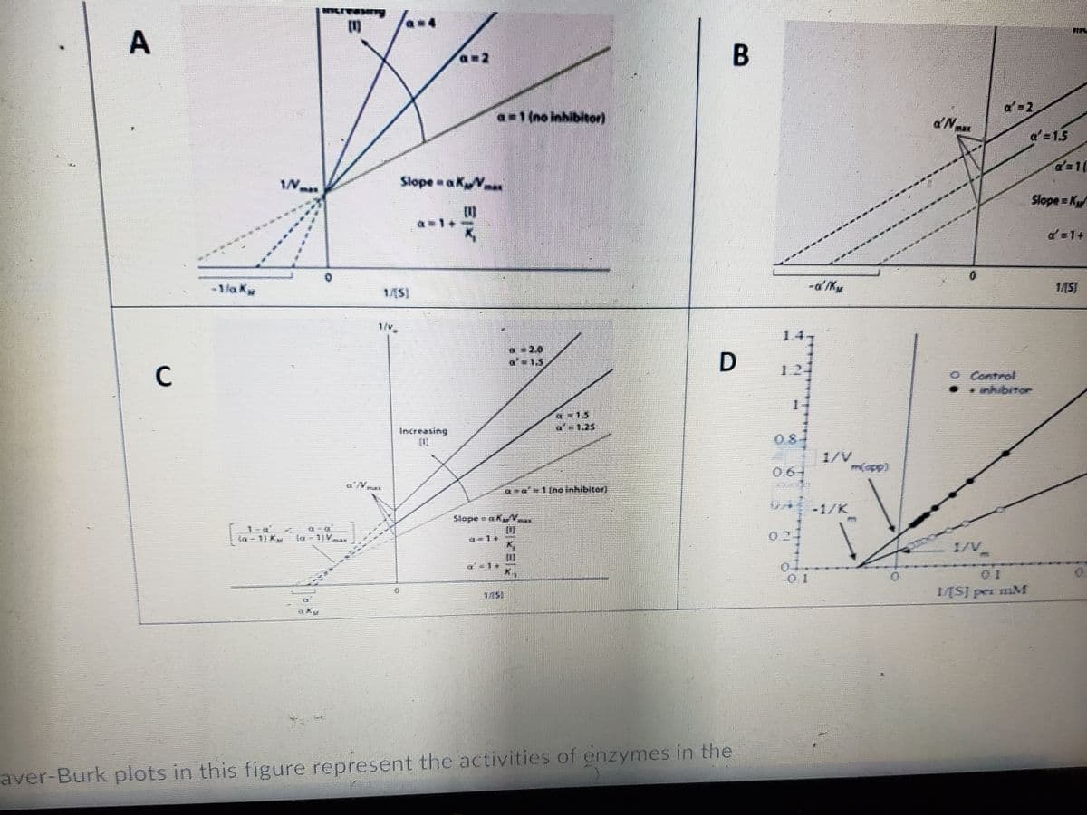 A
с
Wan
WWW
GHEDE
MAK
am2
Increasing
CE
a-1 (no inhibitor)
Slope #KY...
...."
7-15
7
a>c²=1 [no inhibitori
Slope R
101
9-19
aver-Burk plots in this figure represent the activities of enzymes in the
4-5
n. 155
B
D
MIN
-a'/KM
0.8-
1/V
>~- -1/K
0
01
m(app)
d'Nmax
a=2
a=1.5
1[S] per mM
inhibitor
a=10
Slope K