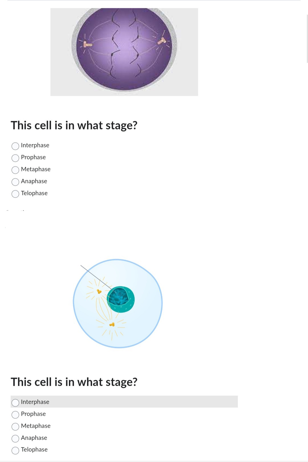 This cell is in what stage?
Interphase
Prophase
Metaphase
Anaphase
Telophase
This cell is in what stage?
Interphase
Prophase
Metaphase
Anaphase
Telophase