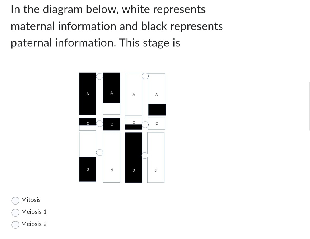 In the diagram below, white represents
maternal information and black represents
paternal information. This stage is
Mitosis
Meiosis 1
Meiosis 2
A
D
A
d
C
D
с
d