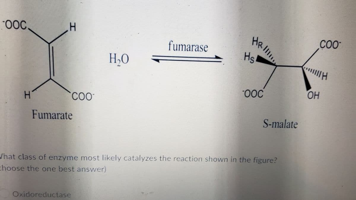 OOC
H
H
fumarase
Fumarate
S-malate
What class of enzyme most likely catalyzes the reaction shown in the figure?
choose the one best answer)
Oxidoreductase
COO
H₂O
HR IIII...
Hs
OOC
OH
COO
IIIH
