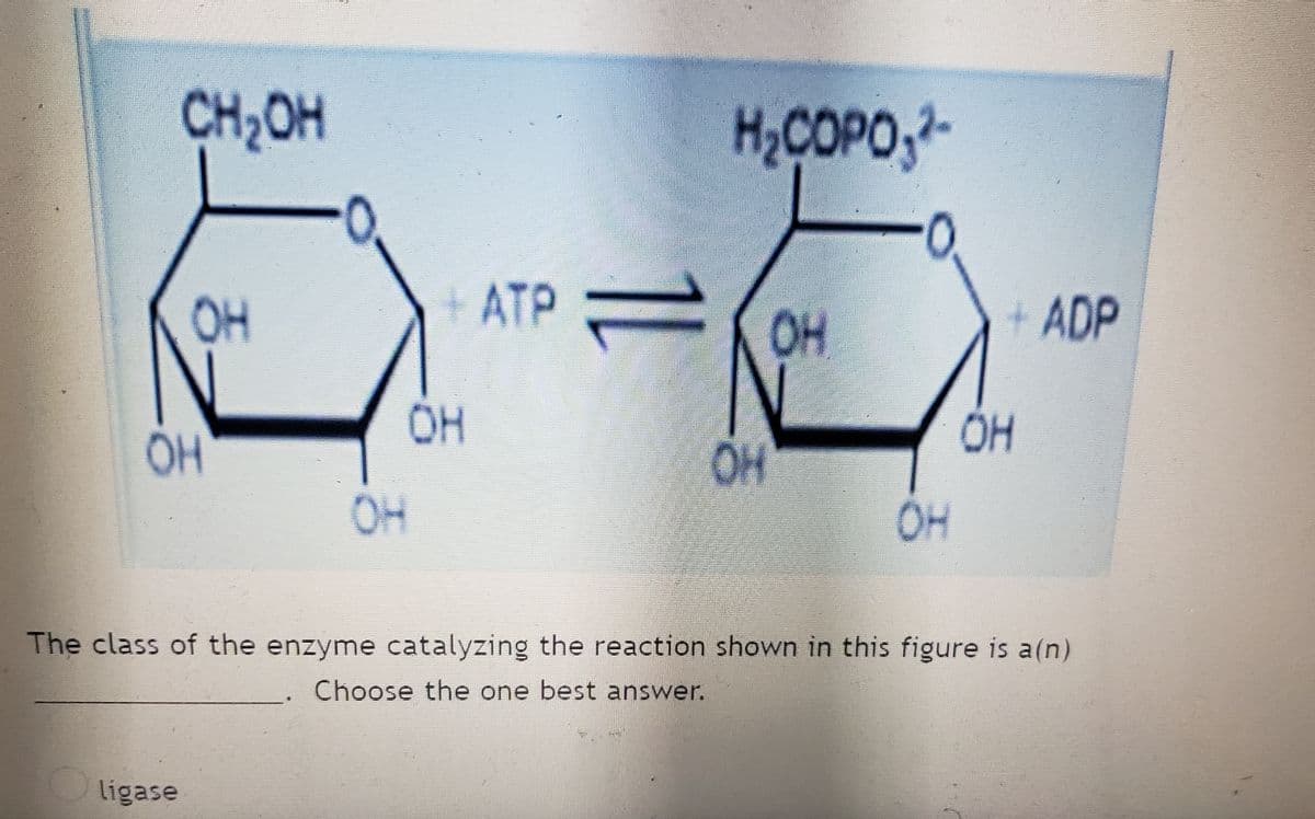 CH₂OH
애
H2COPO 2-
ATP OH
1
애
애
어
애
The class of the enzyme catalyzing the reaction shown in this figure is a(n)
Choose the one best answer.
ligase
매
+ADP
매