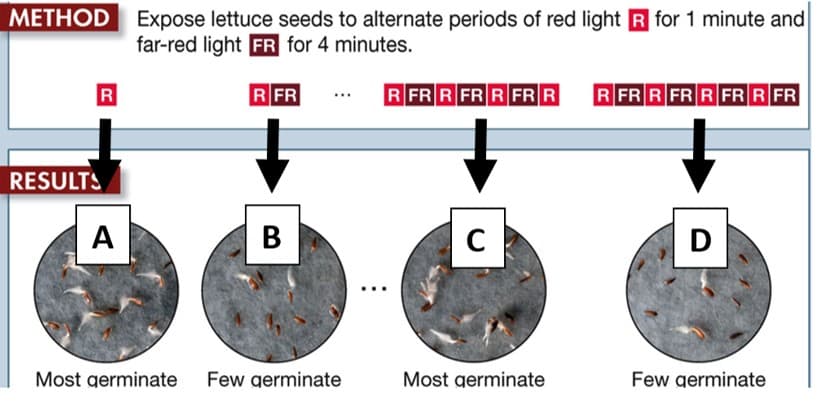 METHOD Expose lettuce seeds to alternate periods of red light R for 1 minute and
far-red light FR for 4 minutes.
R
RFR
***
RFR RFR RFR R RFR RFR RFR RFR
RESULTS
A
B
C
D
Most germinate Few germinate
Most germinate
Few germinate