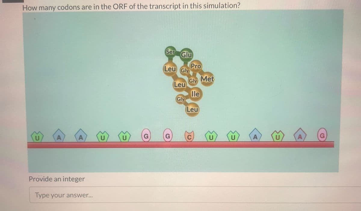How many codons are in the ORF of the transcript in this simulation?
Provide an integer
Type your answer...
Ser Glu
Leu Gly
Leu
Gly
Pro
Gly Met
lle
Leu