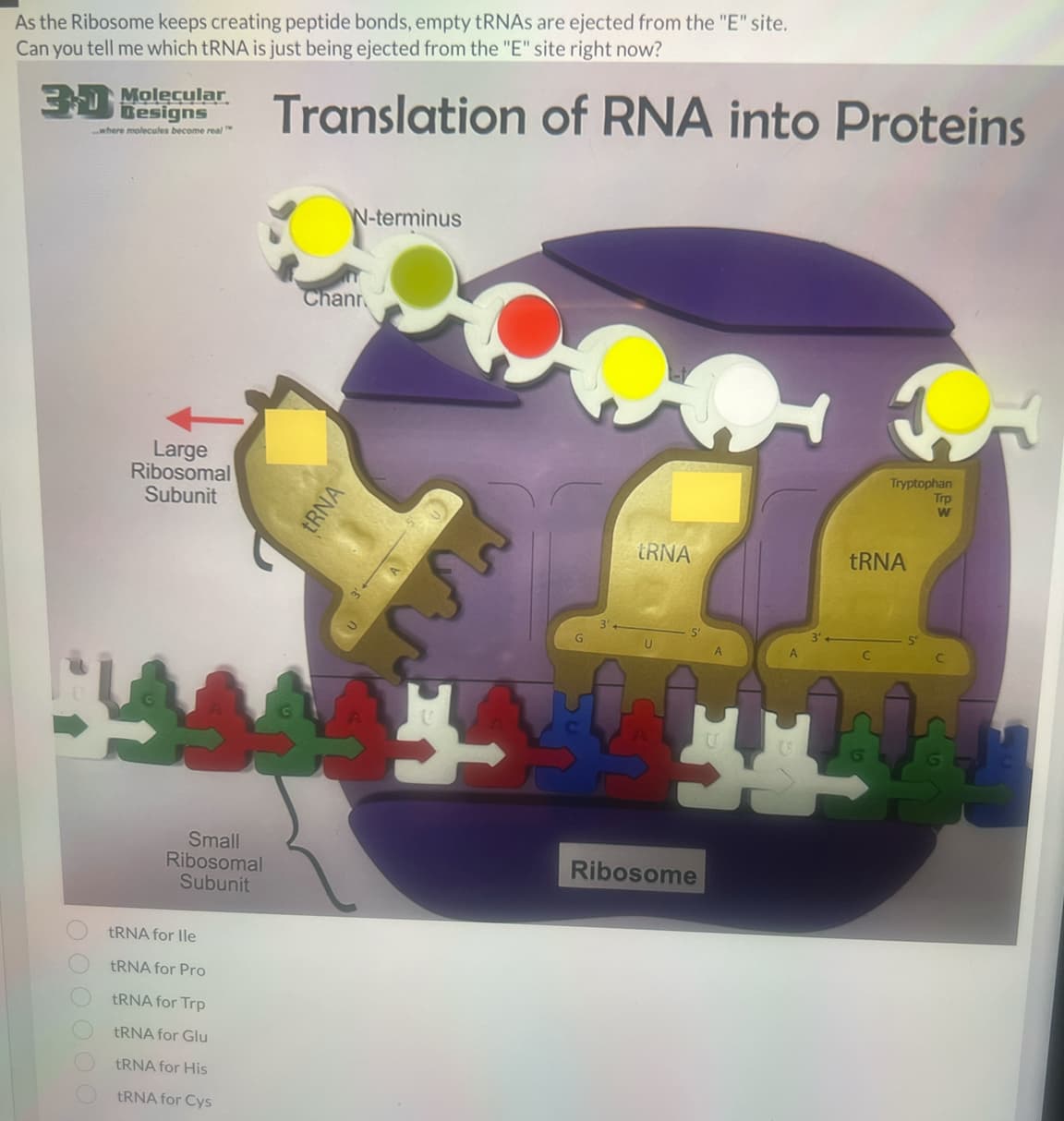 As the Ribosome keeps creating peptide bonds, empty tRNAs are ejected from the "E" site.
Can you tell me which tRNA is just being ejected from the "E" site right now?
30 Molecular
Designs
where molecules become real
000 00
Large
Ribosomal
Subunit
Small
Ribosomal
Subunit
tRNA for lle
tRNA for Pro
tRNA for Trp
tRNA for Glu
tRNA for His
tRNA for Cys
Translation of RNA into Proteins
N-terminus
Chann
tRNA
G
tRNA
U
A
본본
Ribosome
Tryptophan
Trp
W
tRNA
5′