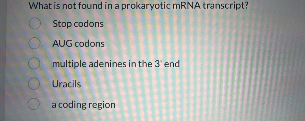 What is not found in a prokaryotic mRNA transcript?
Stop codons
AUG codons
multiple adenines in the 3' end
Uracils
a coding region