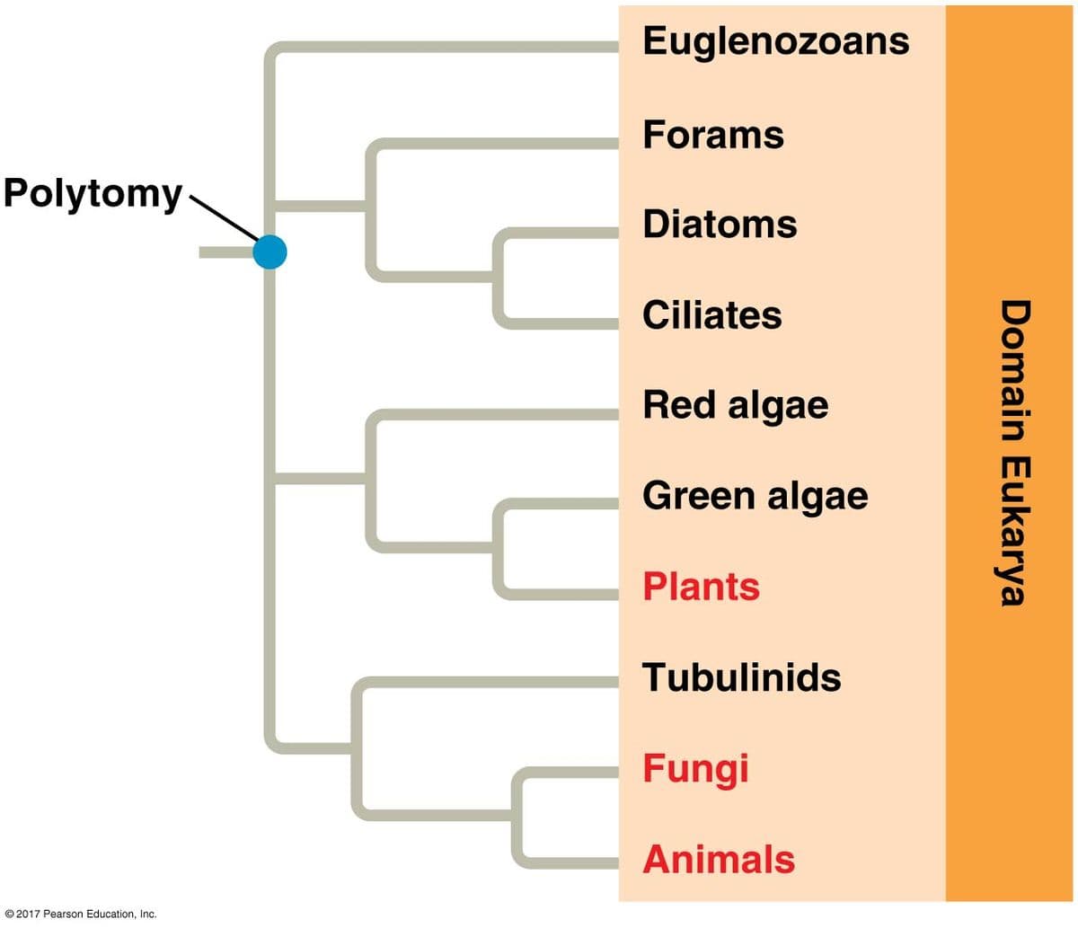 Polytomy
© 2017 Pearson Education, Inc.
Euglenozoans
Forams
Diatoms
Ciliates
Red algae
Green algae
Plants
Tubulinids
Fungi
Animals
Domain Eukarya