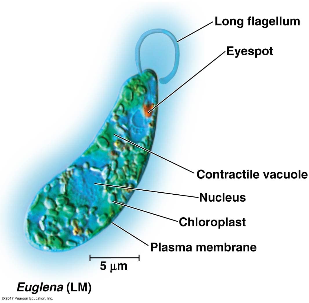 Euglena (LM)
©2017 Pearson Education, Inc.
5 μm
Long flagellum
Eyespot
Contractile vacuole
-Nucleus
-Chloroplast
Plasma membrane