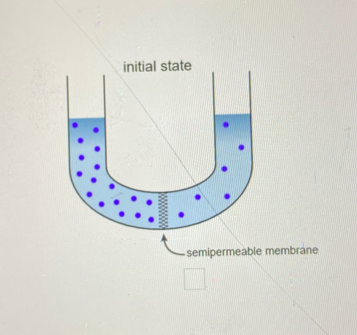initial state
-semipermeable membrane