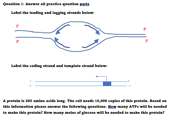 Question 1: Answer all practice question parts
Label the leading and lagging strands below:
3'
5'
5°
3'
Label the coding strand and template strand below:
A protein is 285 amino acids long. The cell needs 10,000 copies of this protein. Based on
this information please answer the following questions. How many ATPS will be needed
to make this protein? How many moles of glucose will be needed to make this protein?
