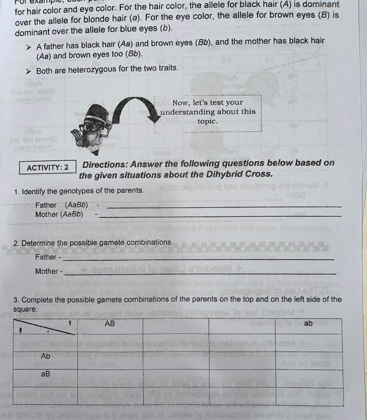 for hair color and eye color. For the hair color, the allele for black hair (A) is dominant
over the allele for blonde hair (a). For the eye color, the allele for brown eyes (B) is
dominant over the allele for blue eyes (b).
> A father has black hair (Aa) and brown eyes (Bb), and the mother has black hair
(Aa) and brown eyes too (Bb).
BA
> Both are heterozygous for the two traits.
DAA Now, let's test your
understanding about this
topic.
d8e
on lard obnoki)
ddeA
Directions: Answer the following questions below based on
the given situations about the Dihybrid Cross.
ACTIVITY: 2
1. Identify the genotypes of the parents.
aoitsi sig doneriq bns olqvioneg ertt yitnebl a
Father (AaBb)
Mother (AaBb)
2. Determine the possibie gamete combinations.
Father -
tebaaM
Mother -
3. Complete the possible gamete combinations of the parents on the top and on the left side of the
square.
pedhoash nollepoiges lo
AB
ab
Ab
aB
nl colsils to
