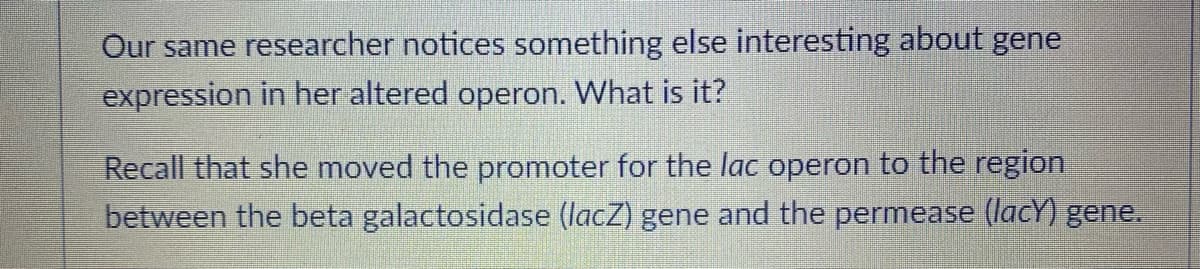 Our same researcher notices something else interesting about gene
expression in her altered operon. What is it?
Recall that she moved the promoter for the lac operon to the region
between the beta galactosidase (lacZ) gene and the permease (lacy) gene.