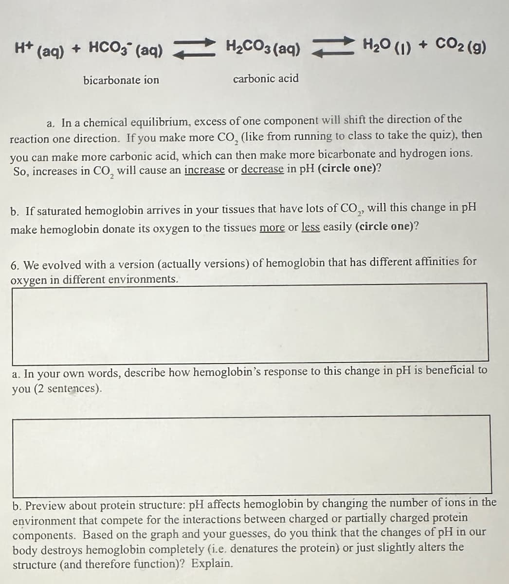 H+ (aq) + HCO3(aq) H₂CO3(aq) H₂0 (1) + CO2 (g)
bicarbonate ion
carbonic acid
a. In a chemical equilibrium, excess of one component will shift the direction of the
reaction one direction. If you make more CO₂ (like from running to class to take the quiz), then
you can make more carbonic acid, which can then make more bicarbonate and hydrogen ions.
So, increases in CO, will cause an increase or decrease in pH (circle one)?
b. If saturated hemoglobin arrives in your tissues that have lots of CO₂, will this change in pH
make hemoglobin donate its oxygen to the tissues more or less easily (circle one)?
6. We evolved with a version (actually versions) of hemoglobin that has different affinities for
oxygen in different environments.
a. In your own words, describe how hemoglobin's response to this change in pH is beneficial to
you (2 sentences).
b. Preview about protein structure: pH affects hemoglobin by changing the number of ions in the
environment that compete for the interactions between charged or partially charged protein
components. Based on the graph and your guesses, do you think that the changes of pH in our
body destroys hemoglobin completely (i.e. denatures the protein) or just slightly alters the
structure (and therefore function)? Explain.