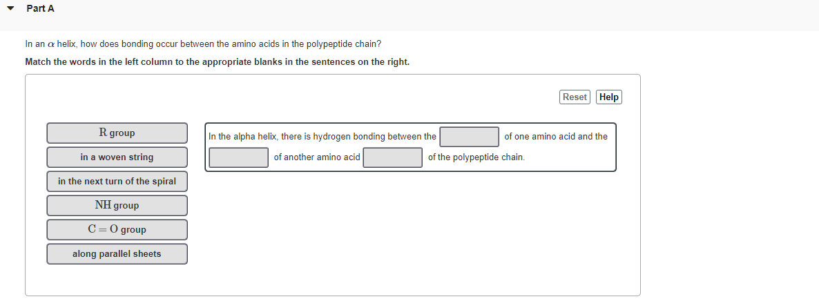 Part A
In an a helix, how does bonding occur between the amino acids in the polypeptide chain?
Match the words in the left column to the appropriate blanks in the sentences on the right.
Reset Help
R group
In the alpha helix, there is hydrogen bonding between the
of one amino acid and the
in a woven string
of another amino acid
of the polypeptide chain.
in the next turn of the spiral
NH group
C=0 group
along parallel sheets
