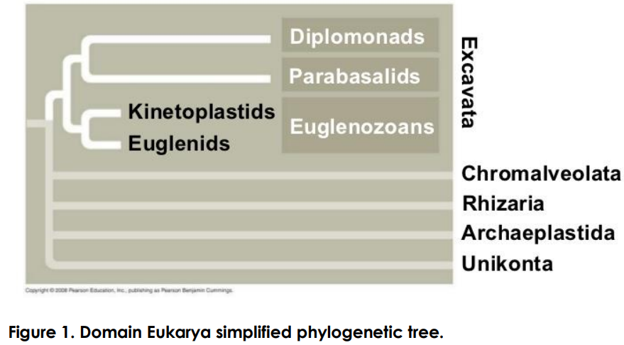 Diplomonads
Parabasalids
Kinetoplastids
Euglenozoans
Euglenids
Chromalveolata
Rhizaria
Archaeplastida
Unikonta
Figure 1. Domain Eukarya simplified phylogenetic tree.
Excavata
