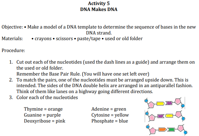 Activity 5
DNA Makes DNA
Objective: • Make a model of a DNA template to determine the sequence of bases in the new
DNA strand.
Materials:
• crayons • scissors • paste/tape • used or old folder
Procedure:
1. Cut out each of the nucleotides (used the dash lines as a guide) and arrange them on
the used or old folder.
Remember the Base Pair Rule. (You will have one set left over)
2. To match the pairs, one of the nucleotides must be arranged upside down. This is
intended. The sides of the DNA double helix are arranged in an antiparallel fashion.
Think of them like lanes on a highway going different directions.
3. Color each of the nucleotides
Thymine = orange
Guanine = purple
Deoxyribose = pink
Adenine = green
Cytosine = yellow
Phosphate = blue
