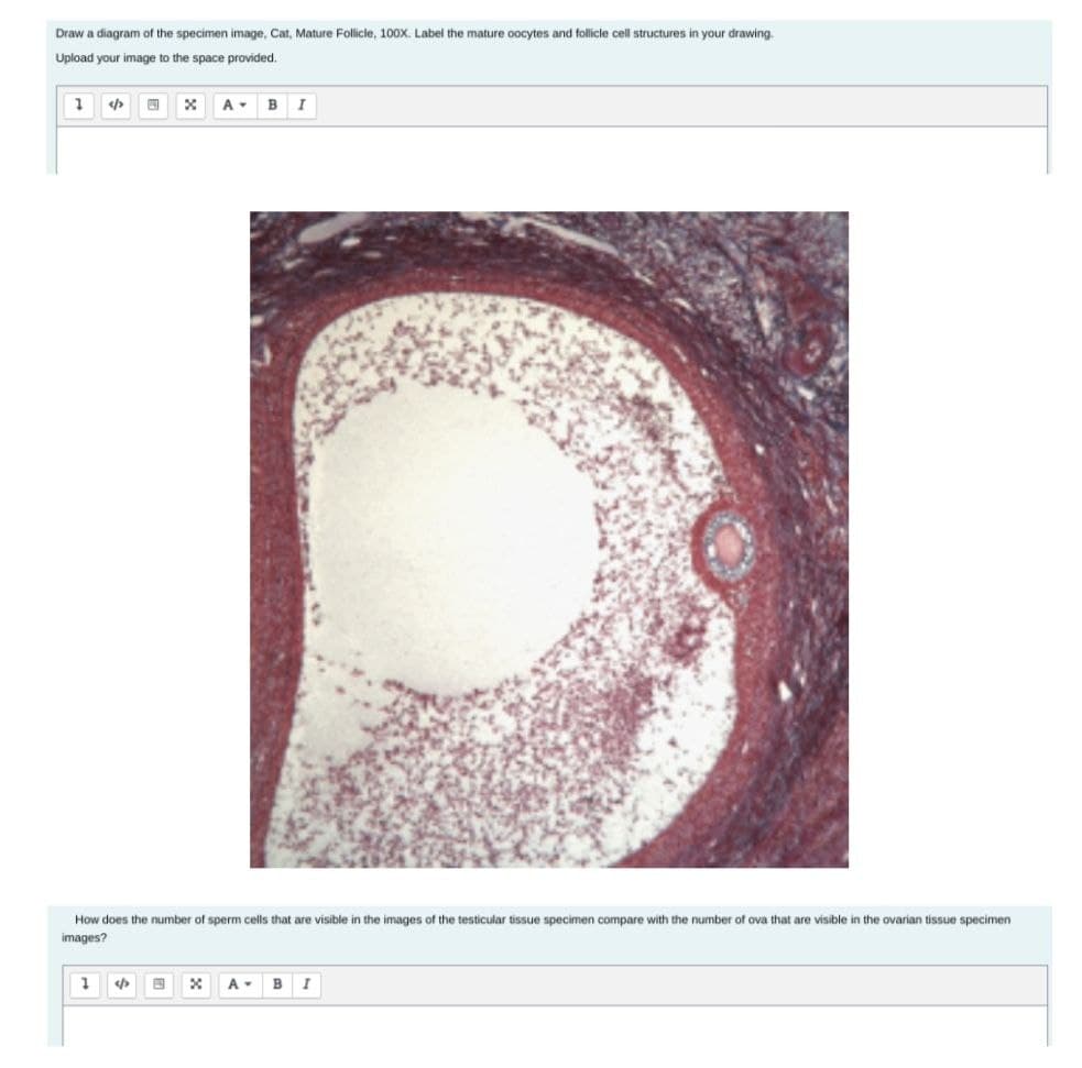 Draw a diagram of the specimen image, Cat, Mature Follicle, 100x. Label the mature oocytes and follicle cell structures in your drawing.
Upload your image to the space provided.
1
<
1
O
How does the number of sperm cells that are visible in the images of the testicular tissue specimen compare with the number of ova that are visible in the ovarian tissue specimen
images?
4
X A B I
X
A
B I