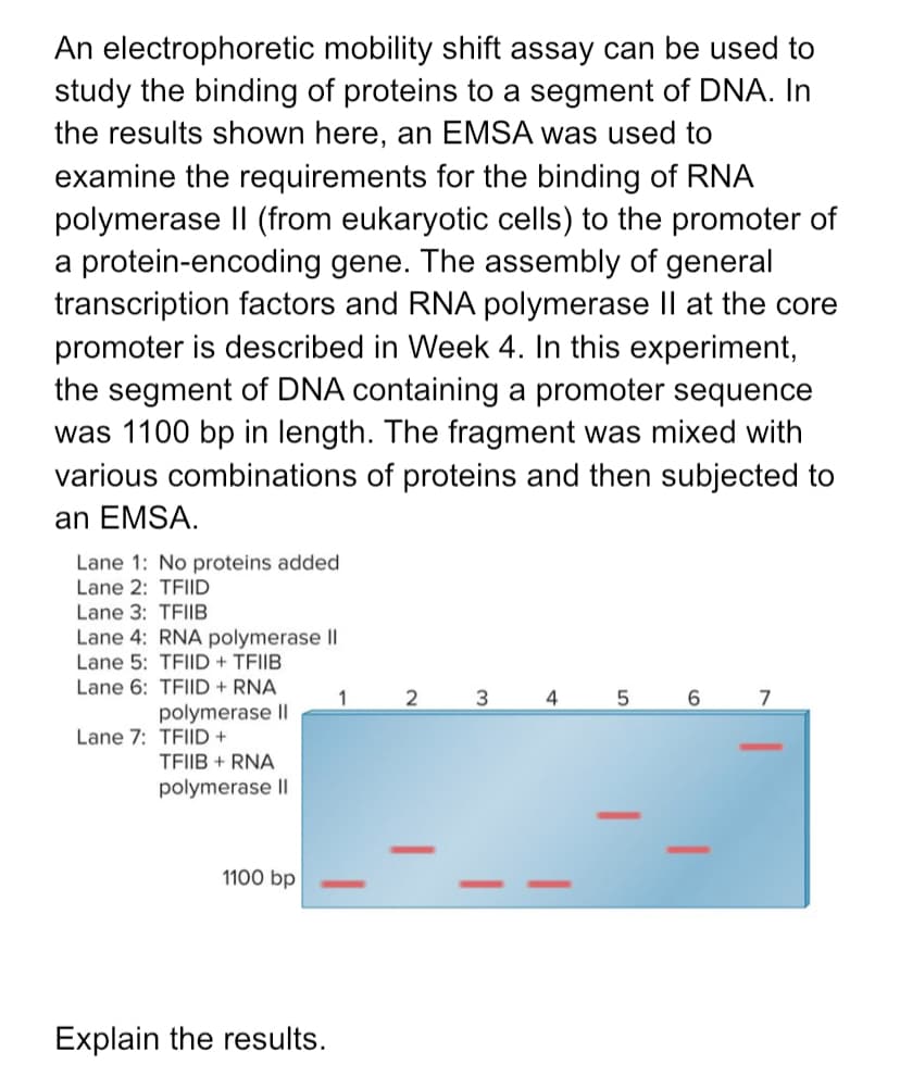 An electrophoretic mobility shift assay can be used to
study the binding of proteins to a segment of DNA. In
the results shown here, an EMSA was used to
examine the requirements for the binding of RNA
polymerase |l (from eukaryotic cells) to the promoter of
a protein-encoding gene. The assembly of general
transcription factors and RNA polymerase Il at the core
promoter is described in Week 4. In this experiment,
the segment of DNA containing a promoter sequence
was 1100 bp in length. The fragment was mixed with
various combinations of proteins and then subjected to
an EMSA.
Lane 1: No proteins added
Lane 2: TFIID
Lane 3: TFIIB
Lane 4: RNA polymerase IIl
Lane 5: TFIID + TFIIB
Lane 6: TFIID + RNA
1
2
3
4
5
6.
7
polymerase II
Lane 7: TFIID +
TFIIB + RNA
polymerase Il
1100 bp
Explain the results.
