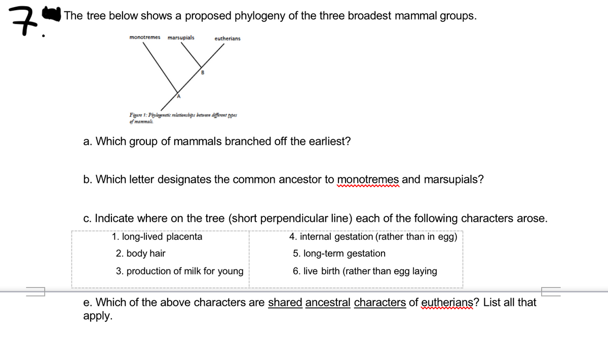 The tree below shows a proposed phylogeny of the three broadest mammal groups.
monotremes
marsupials
eutherians
Figure 1: Phylogenetic relationsbips between defrent ypes
of mammals.
a. Which group of mammals branched off the earliest?
b. Which letter designates the common ancestor to monotremes and marsupials?
c. Indicate where on the tree (short perpendicular line) each of the following characters arose.
1. long-lived placenta
4. internal gestation (rather than in egg)
2. body hair
5. long-term gestation
3. production of milk for young
6. live birth (rather than egg laying
e. Which of the above characters are shared ancestral characters of eutherians? List all that
apply.
