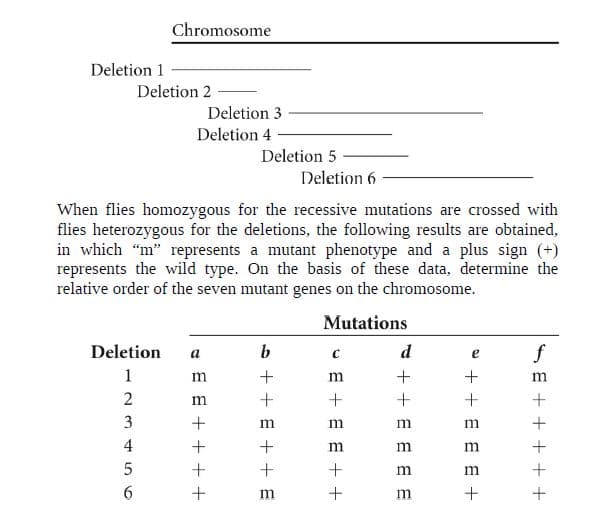 Chromosome
Deletion 1
Deletion 2
Deletion 3
Deletion 4
Deletion 5
Deletion 6
When flies homozygous for the recessive mutations are crossed with
flies heterozygous for the deletions, the following results are obtained,
in which "m" represents a mutant phenotype and a plus sign (+)
represents the wild type. On the basis of these data, determine the
relative order of the seven mutant genes on the chromosome.
Mutations
Deletion
a
m
m
3
4
m
S E + + + + +
a + + E E E +
* + + E E E E
U E + E E + +
a + + E + + E
- E E + + + +

