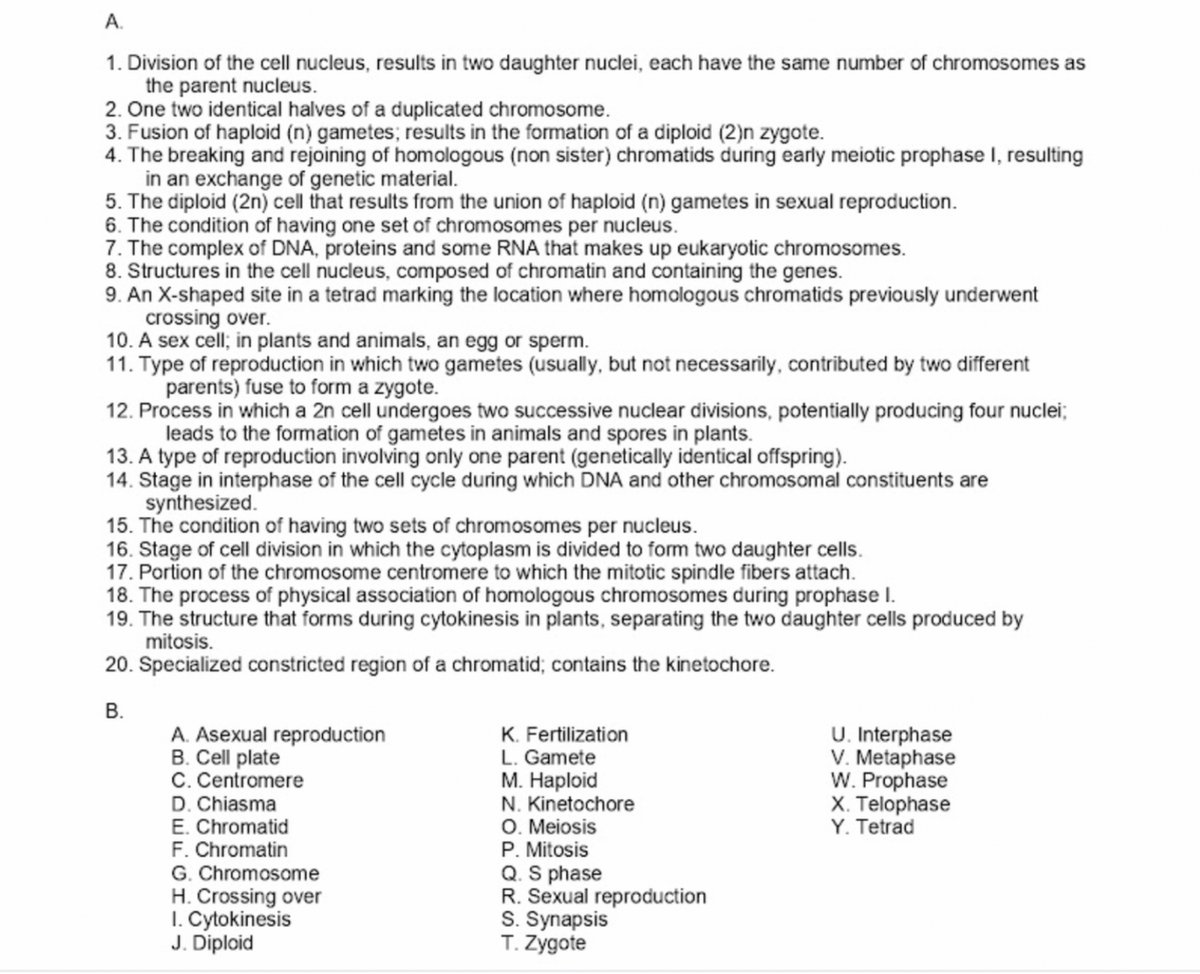 A.
1. Division of the cell nucleus, results in two daughter nuclei, each have the same number of chromosomes as
the parent nucleus.
2. One two identical halves of a duplicated chromosome.
3. Fusion of haploid (n) gametes; results in the formation of a diploid (2)n zygote.
4. The breaking and rejoining of homologous (non sister) chromatids during early meiotic prophase I, resulting
in an exchange of genetic material.
5. The diploid (2n) cell that results from the union of haploid (n) gametes in sexual reproduction.
6. The condition of having one set of chromosomes per nucleus.
7. The complex of DNA, proteins and some RNA that makes up eukaryotic chromosomes.
8. Structures in the cell nucleus, composed of chromatin and containing the genes.
9. An X-shaped site in a tetrad marking the location where homologous chromatids previously underwent
crossing over.
10. A sex cell; in plants and animals, an egg or sperm.
11. Type of reproduction in which two gametes (usually, but not necessarily, contributed by two different
parents) fuse to form a zygote.
12. Process in which a 2n cell undergoes two successive nuclear divisions, potentially producing four nuclei;
leads to the formation of gametes in animals and spores in plants.
13. A type of reproduction involving only one parent (genetically identical offspring).
14. Stage in interphase of the cell cycle during which DNA and other chromosomal constituents are
synthesized.
15. The condition of having two sets of chromosomes per nucleus.
16. Stage of cell division in which the cytoplasm is divided to form two daughter cells.
17. Portion of the chromosome centromere to which the mitotic spindle fibers attach.
18. The process of physical association of homologous chromosomes during prophase I.
19. The structure that forms during cytokinesis in plants, separating the two daughter cells produced by
mitosis.
20. Specialized constricted region of a chromatid; contains the kinetochore.
В.
K. Fertilization
L. Gamete
M. Haploid
U. Interphase
V. Metaphase
W. Prophase
X. Telophase
Y. Tetrad
A. Asexual reproduction
B. Cell plate
C. Centromere
D. Chiasma
E. Chromatid
F. Chromatin
G. Chromosome
H. Crossing over
I. Cytokinesis
J. Diploid
N. Kinetochore
O. Meiosis
P. Mitosis
Q. S phase
R. Sexual reproduction
S. Synapsis
T. Zygote
