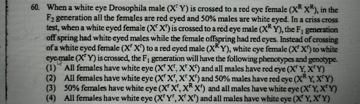 60. When a white eye Drosophila male (X Y) is crossed to a red eye female (X X"), in the
F2 generation all the females are red eyed and 50% males are white eyed. In a criss cross
test, when a white eyed female (X' X') is crossed to a red eye male (X* Y), the Fi generation
off spring had white eyed males while the female offspring had red eyes. Instead of crossing
of a white eyed female (X' X) to a red eyed male (X*Y), white eye female (X' X) to white
eye male (X' Y) is crossed, the Fi generation will have the following phenotypes and genotype.
(1) All females have white eye (X'X', X'X') and all males have red eye (XY, X'Y)
(2) All females have white eye (x'X", X'X) and 50% males have red eye (X Y, X'Y)
(3) 50% females have white eye (X' X', X* X') and all males have white eye (X Y, X'Y)
(4) All females have white eye (X'Y', X'X) and all males have white eye (X' Y, X'Y)
