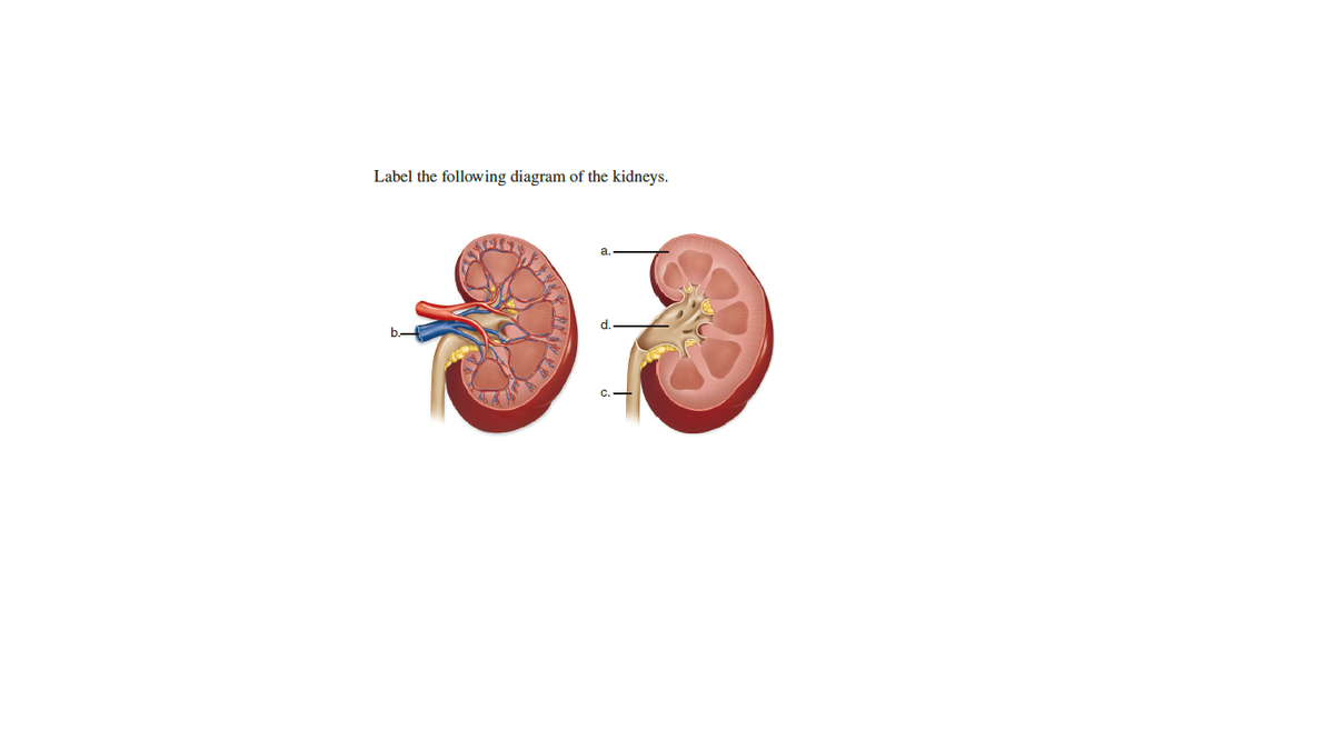 Label the following diagram of the kidneys.
b.4
