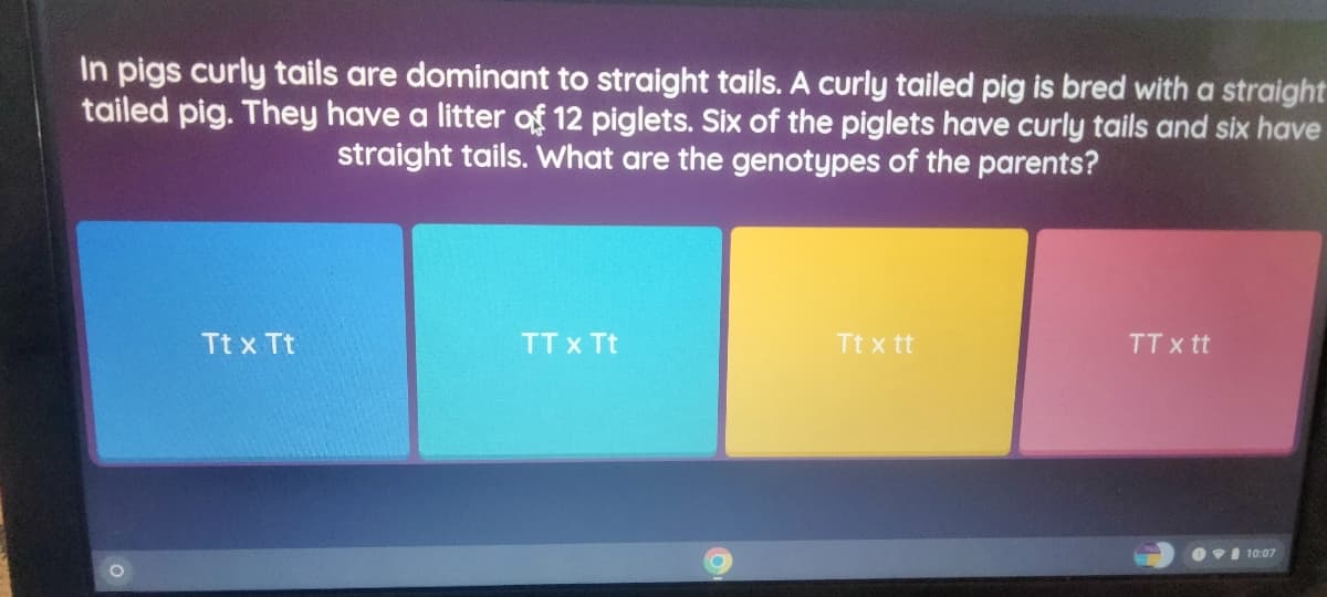 In pigs curly tails are dominant to straight tails. A curly tailed pig is bred with a straight
tailed pig. They have a litter of 12 piglets. Six of the piglets have curly tails and six have
straight tails. What are the genotypes of the parents?
Tt x Tt
TT x Tt
Tt x tt
TT x tt
10:07