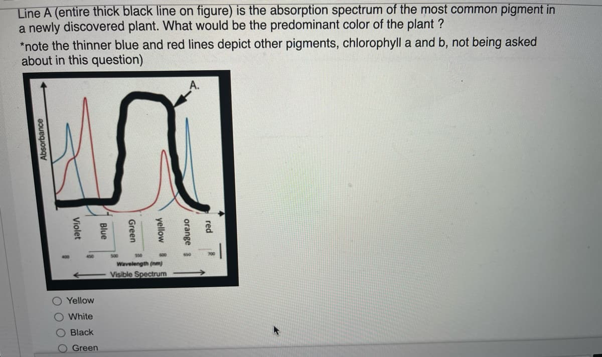 Line A (entire thick black line on figure) is the absorption spectrum of the most common pigment in
a newly discovered plant. What would be the predominant color of the plant ?
*note the thinner blue and red lines depict other pigments, chlorophyll a and b, not being asked
about in this question)
700
450
Wavelength (nm)
Visible Spectrum
O Yellow
O White
O Black
O Green
red
Absorbance
