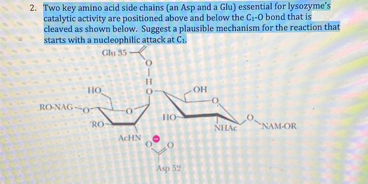 2. Two key amino acid side chains (an Asp and a Glu) essential for lysozyme's
catalytic activity are positioned above and below the C₁-0 bond that is
cleaved as shown below. Suggest a plausible mechanism for the reaction that
starts with a nucleophilic attack at C₁.
Glu 35
HO
RO-NAG 07
RO
0
دن
1
ACHN
H
HO
Asp 52
OH
NHAC
NAM-OR
NAM-C
