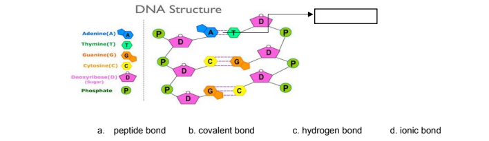 DNA Structure
Adenine(A)
Thymine(T)
Guanine(G)
Cytosine(C) C
D
Deoxyribose(D) D
(Sugar)
Phosphate
D.
a. peptide bond
c. hydrogen bond
b. covalent bond
d. ionic bond
