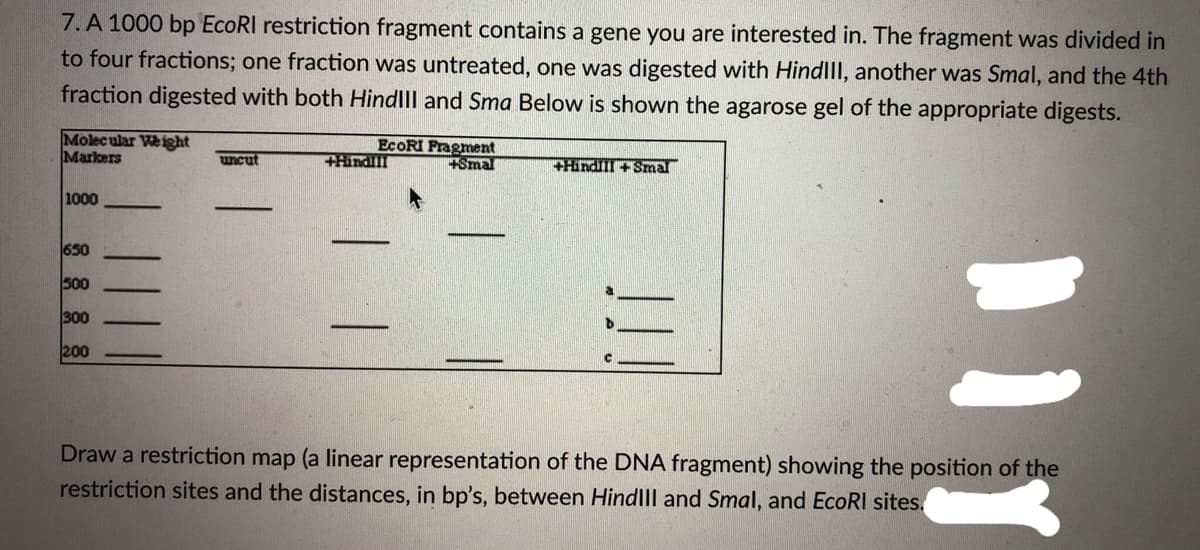 7. A 1000 bp EcoRI restriction fragment contains a gene you are interested in. The fragment was divided in
to four fractions; one fraction was untreated, one was digested with HindIII, another was Smal, and the 4th
fraction digested with both HindIII and Sma Below is shown the agarose gel of the appropriate digests.
Molecular Weight
Markers
EcoRI Fragment
+Hindill
+Smal
uncut
+Hindill +Smal
1000
650
500
300
200
Draw a restriction map (a linear representation of the DNA fragment) showing the position of the
restriction sites and the distances, in bp's, between HindIII and Smal, and EcoRI sites.