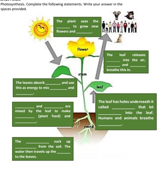 Photosynthesis. Complete the following statements. Write your answer in the
spaces provided.
The plant uses the
to grow new
flowers and
flower
The leaf releases
into the air,
and
breathe this in.
stem
The leaves absorb
this as energy to mix
and use
and
leaf
The leaf has holes underneath it
and
called
are
that let
mixed by the leaf to make
into the leaf.
(plant food) and
Humans and animals breathe
reots
The
suck up
from the soil. The
water then travels up the
to the leaves.
