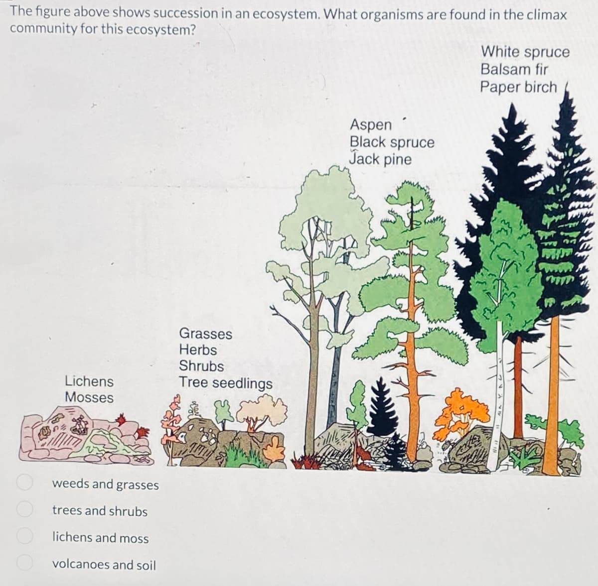 The figure above shows succession in an ecosystem. What organisms are found in the climax
community for this ecosystem?
White spruce
Balsam fir
Paper birch
Aspen
Black spruce
Jack pine
Grasses
Herbs
Shrubs
Tree seedlings
O O O O
Lichens
Mosses
weeds and grasses
trees and shrubs
lichens
and moss
volcanoes and soil