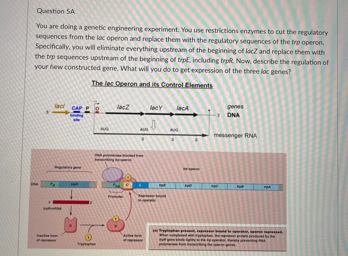 Question 5A
You are doing a genetic engineering experiment. You use restrictions enzymes to cut the regulatory
sequences from the lac operon and replace them with the regulatory sequences of the trp operon.
Specifically, you will eliminate everything upstream of the beginning of lacZ and replace them with
the trp sequences upstream of the beginning of trpE, including trpR. Now, describe the regulation of
your ñew constructed gene. What will you do to get expression of the three lac genes?
The lac Operon and its Control Elements
lacl
CAP PO
lacz
lacY
lacA
genes
5
binding
site
3
DNA
AUG
AUG
AUG
messenger RNA
RNA polymerase blocked from
transcribing trp operon
Regulatory gene
trp operon
DNA
PR
trpR
Ptrp
trpE
trpD
trpC
trpB
trpA
Repressor bound
to operator
Promoter
5'
3'
trpR-MRNA
(a) Tryptophan present, repressor bound to operator, operon ropressed.
When complexed with tryptophan, the repressor protein produced by the
trpR gene binds tightly to the trp operator, thereby preventing RNA
polymerase from transcribing the operon genes.
Inactive form
Active form
T.
of repressor
of repressor
Tryptophan
