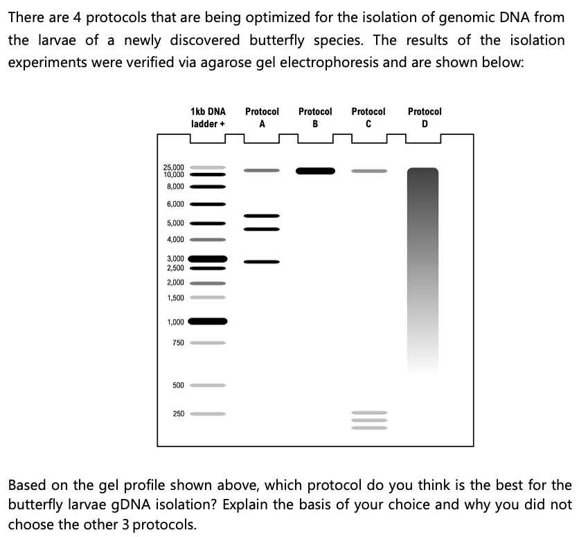 There are 4 protocols that are being optimized for the isolation of genomic DNA from
the larvae of a newly discovered butterfly species. The results of the isolation
experiments were verified via agarose gel electrophoresis and are shown below:
1kb DNA
Protocol
Protocol
Protocol
Protocol
ladder +
A
B
D
25,000
10,000
8,000
6,000
5,000
4,000
3,000
2,500
2,000
1,500
1,000
750
500
250
Based on the gel profile shown above, which protocol do you think is the best for the
butterfly larvae 9DNA isolation? Explain the basis of your choice and why you did not
choose the other 3 protocols.
