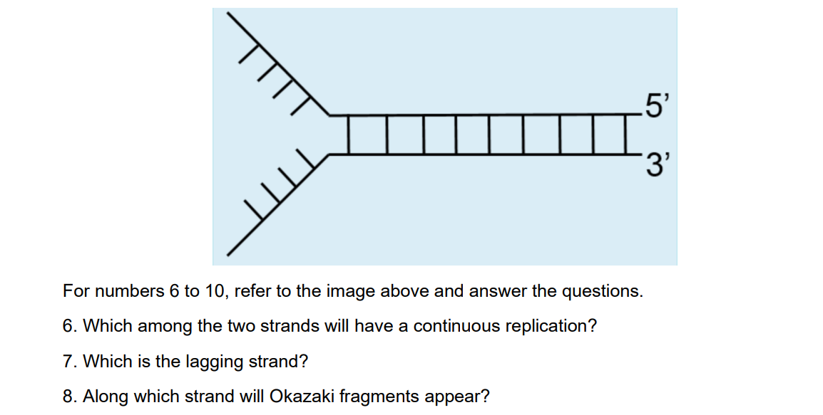 .5'
3'
For numbers 6 to 10, refer to the image above and answer the questions.
6. Which among the two strands will have a continuous replication?
7. Which is the lagging strand?
8. Along which strand will Okazaki fragments appear?
