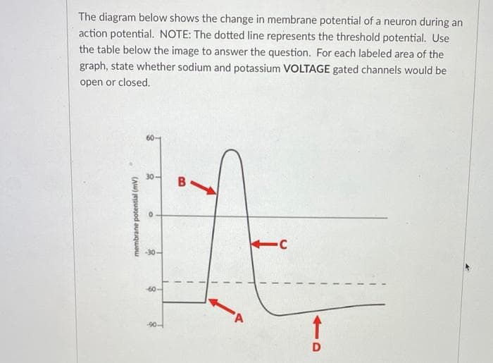 The diagram below shows the change in membrane potential of a neuron during an
action potential. NOTE: The dotted line represents the threshold potential. Use
the table below the image to answer the question. For each labeled area of the
graph, state whether sodium and potassium VOLTAGE gated channels would be
open or closed.
membrane potential (mv)
30-
T
O
-30-
T
-60-
-90-
BO
1
A
Ic