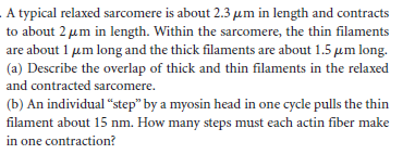 A typical relaxed sarcomere is about 2.3 µm in length and contracts
to about 2 µm in length. Within the sarcomere, the thin filaments
are about 1 um long and the thick filaments are about 1.5 um long.
(a) Describe the overlap of thick and thin filaments in the relaxed
and contracted sarcomere.
(b) An individual "step" by a myosin head in one cycle pulls the thin
filament about 15 nm. How many steps must each actin fiber make
in one contraction?
