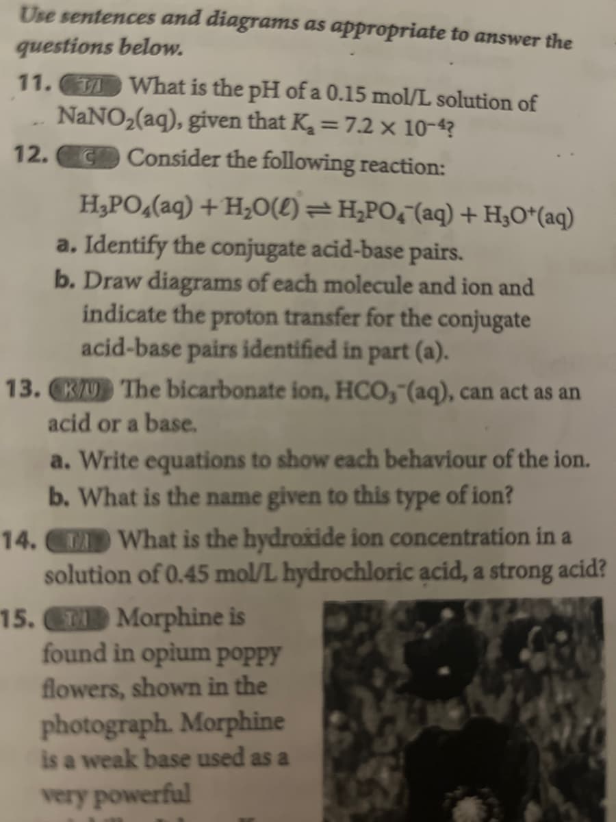 Use sentences and diagrams as appropriate to answer the
questions below.
11. What is the pH of a 0.15 mol/L solution of
NaNO₂(aq), given that K₂ = 7.2 x 10-4?
12. CO Consider the following reaction:
HạPO,(aq) +H,O(l)
a. Identify the conjugate acid-base pairs.
b. Draw diagrams of each molecule and ion and
indicate the proton transfer for the conjugate
acid-base pairs identified in part (a).
13. KU The bicarbonate ion, HCO, (aq), can act as an
acid or a base.
a. Write equations to show each behaviour of the ion.
b. What is the name given to this type of ion?
14.
=H;PO,(aq) +HgO*(aq)
What is the hydroxide ion concentration in a
solution of 0.45 mol/L hydrochloric acid, a strong acid?
15. Morphine is
found in opium poppy
flowers, shown in the
photograph. Morphine
is a weak base used as a
very powerful
